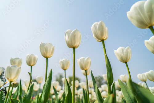 Tulips in spring