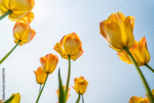 Obraz na płótnie Tulips in spring w salonie