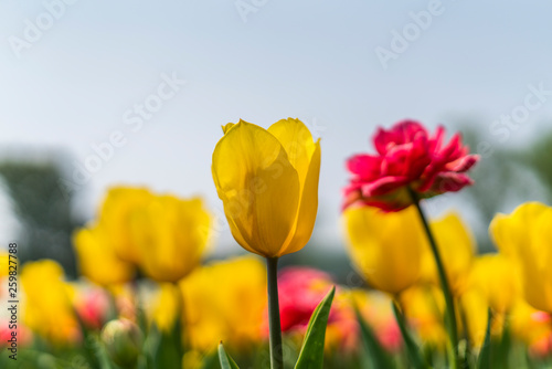 Obraz na płótnie Tulips in spring w salonie