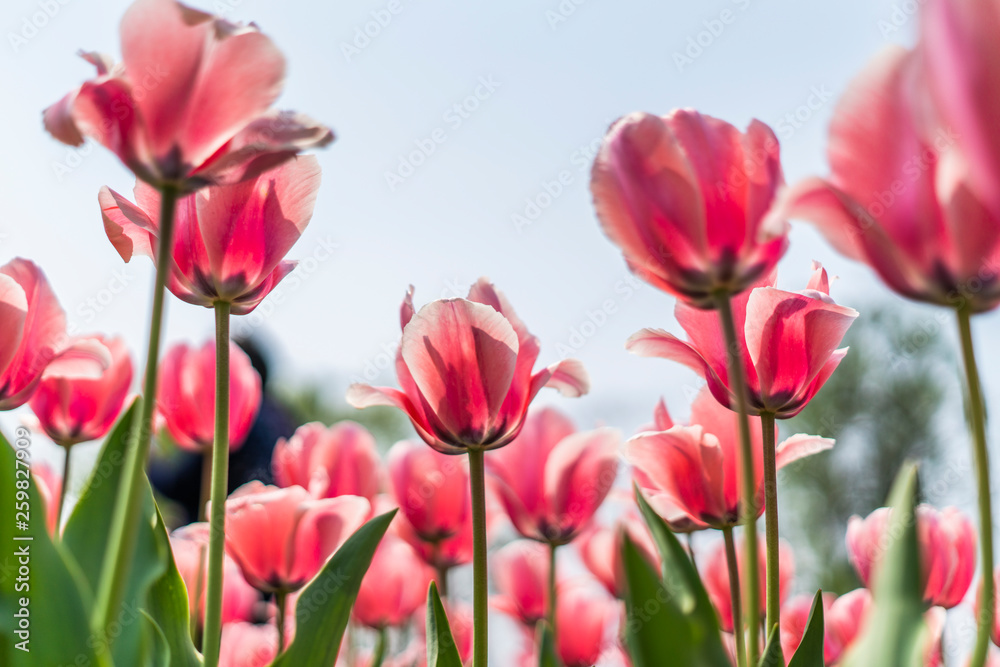 Tulips in spring