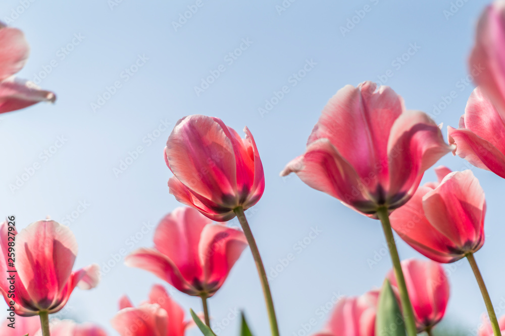 Tulips in spring