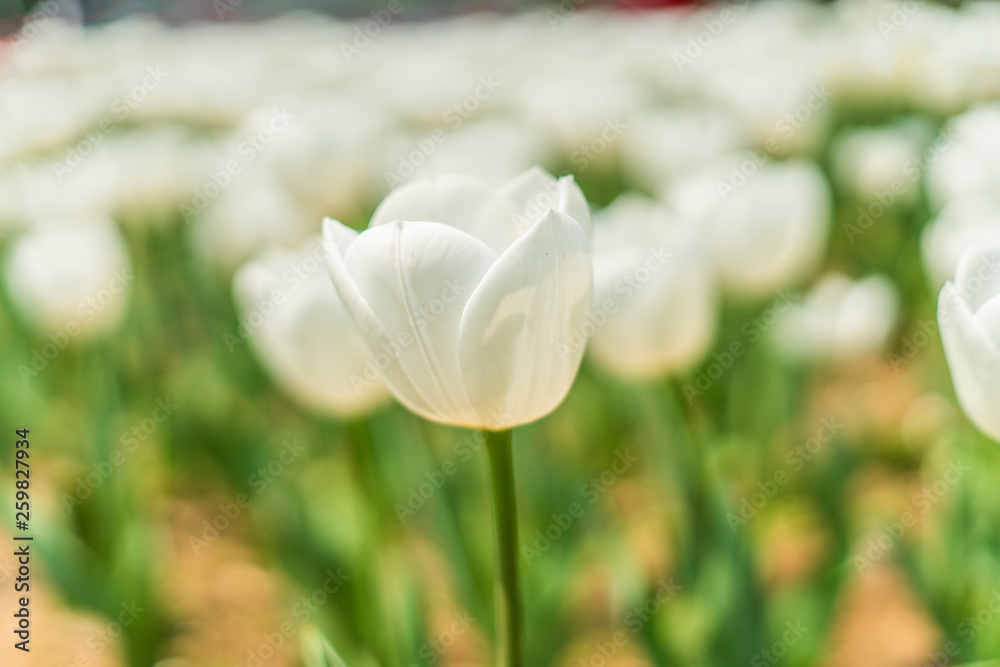 Tulips in spring