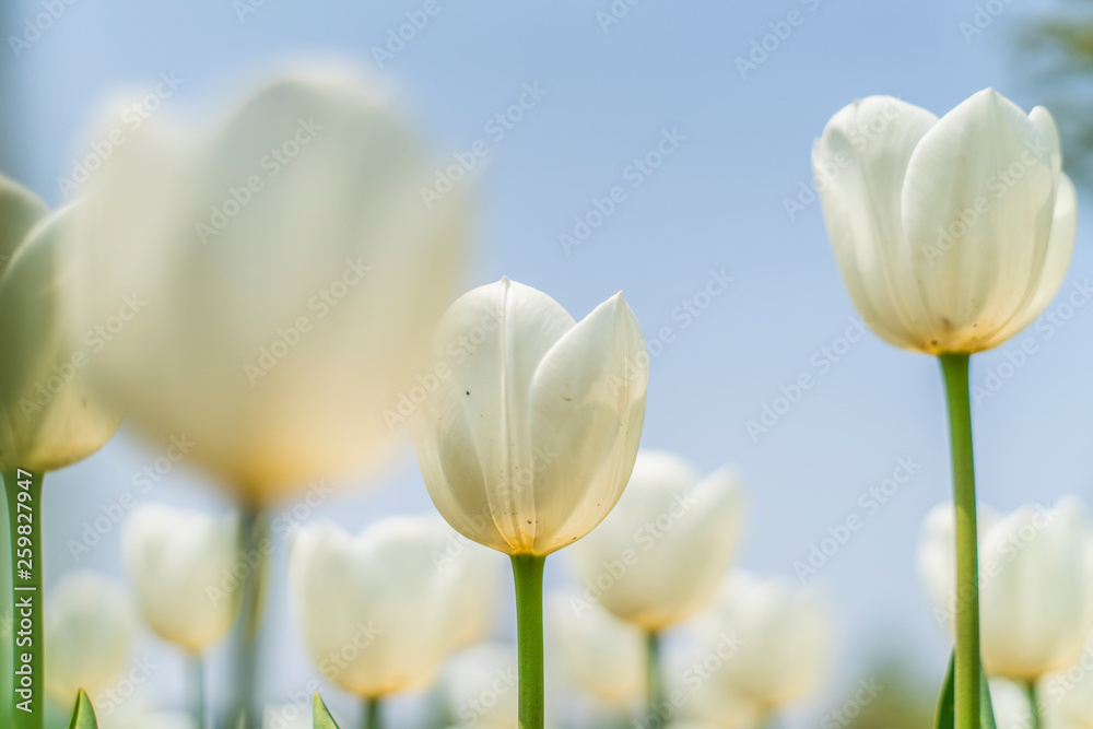 Tulips in spring