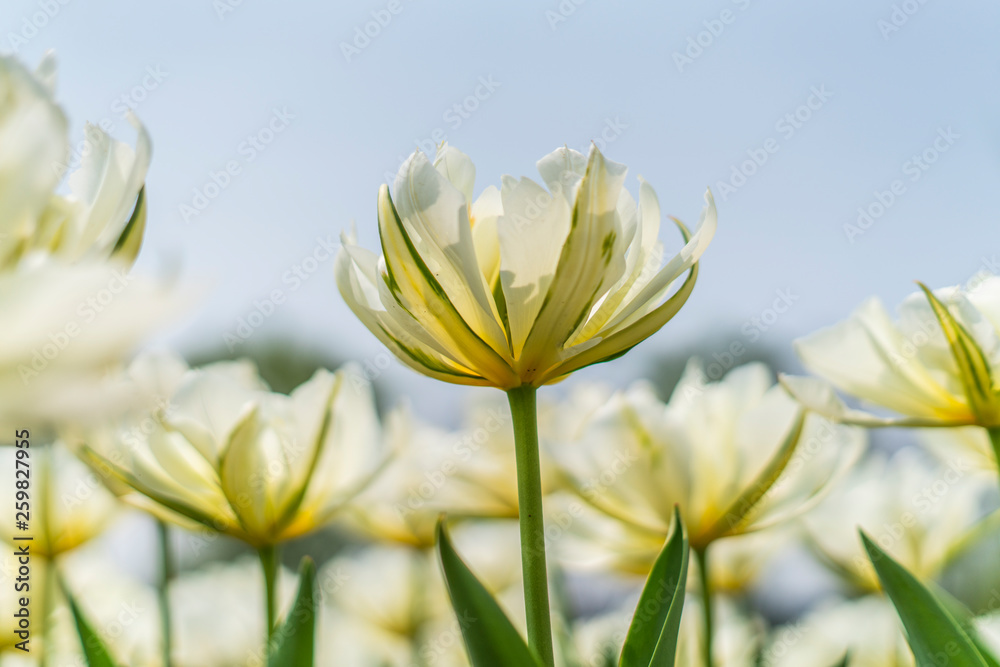 Tulips in spring