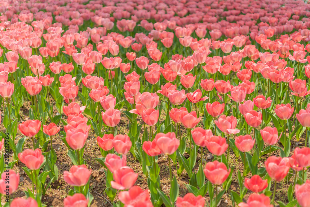 Tulips in spring