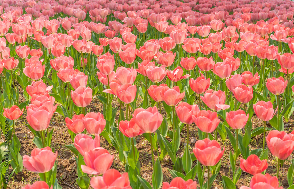 Tulips in spring