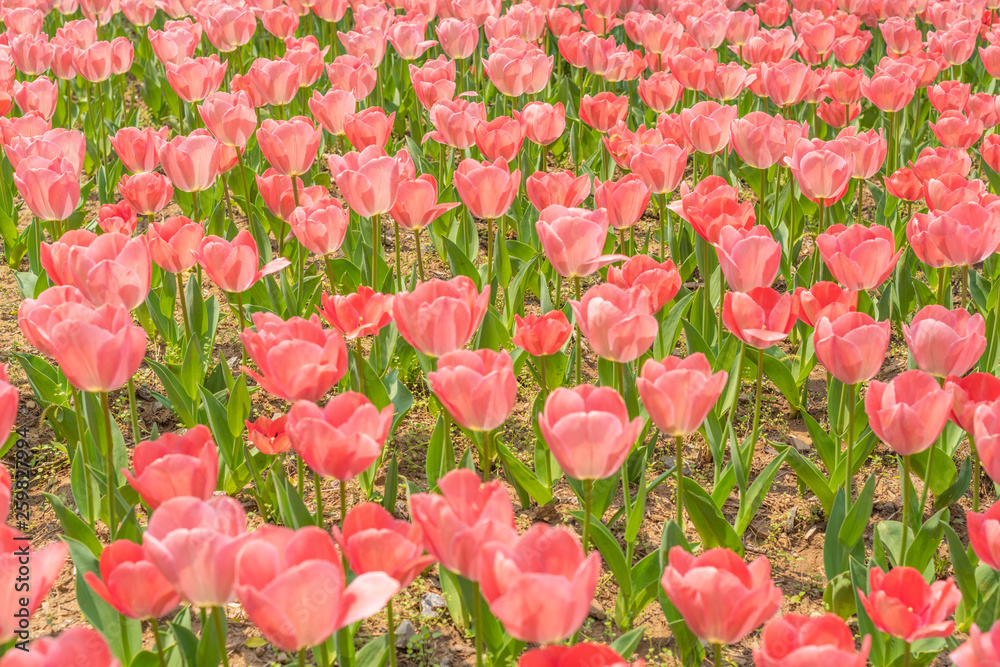 Tulips in spring