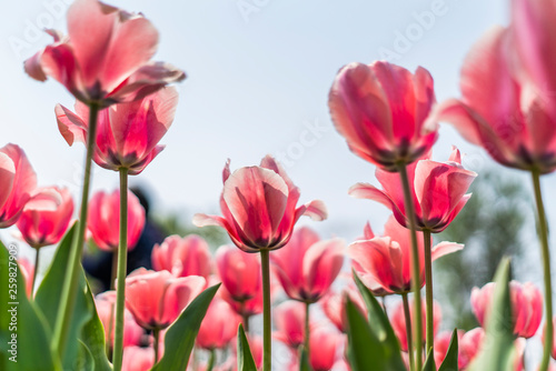 Obraz na płótnie Tulips in spring w salonie