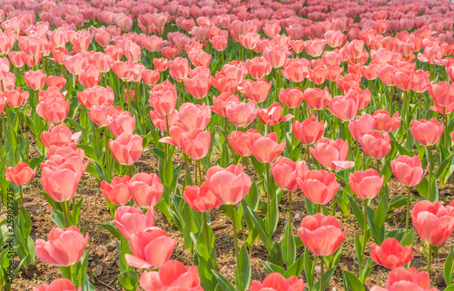 Obraz na płótnie Tulips in spring w salonie