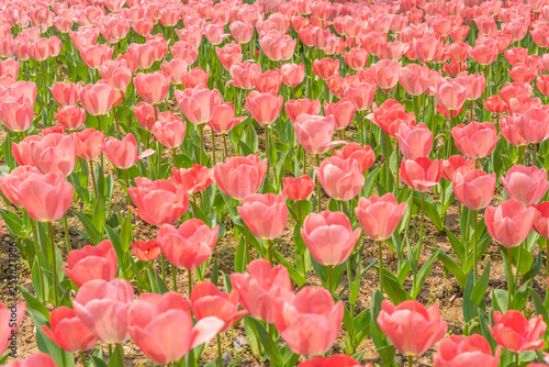 Obraz na płótnie Tulips in spring w salonie