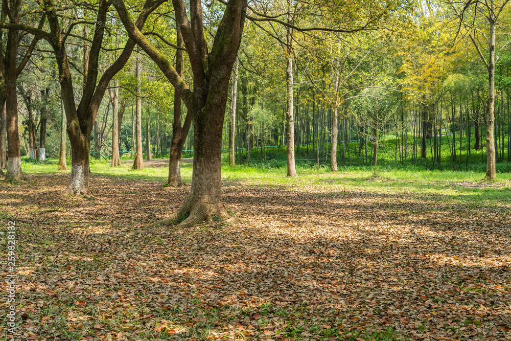 Empty ground in the forest with fallen leaves