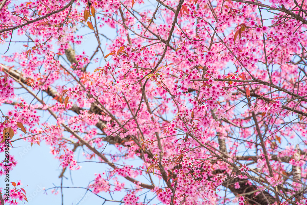 Close up of cherry blossoms with leaves changing color. Close up of cherry blossoms with leaves changing color.