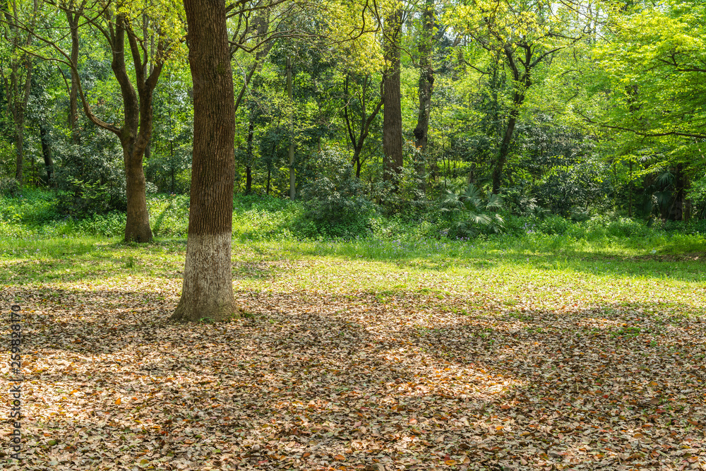 Empty ground in the forest with fallen leaves