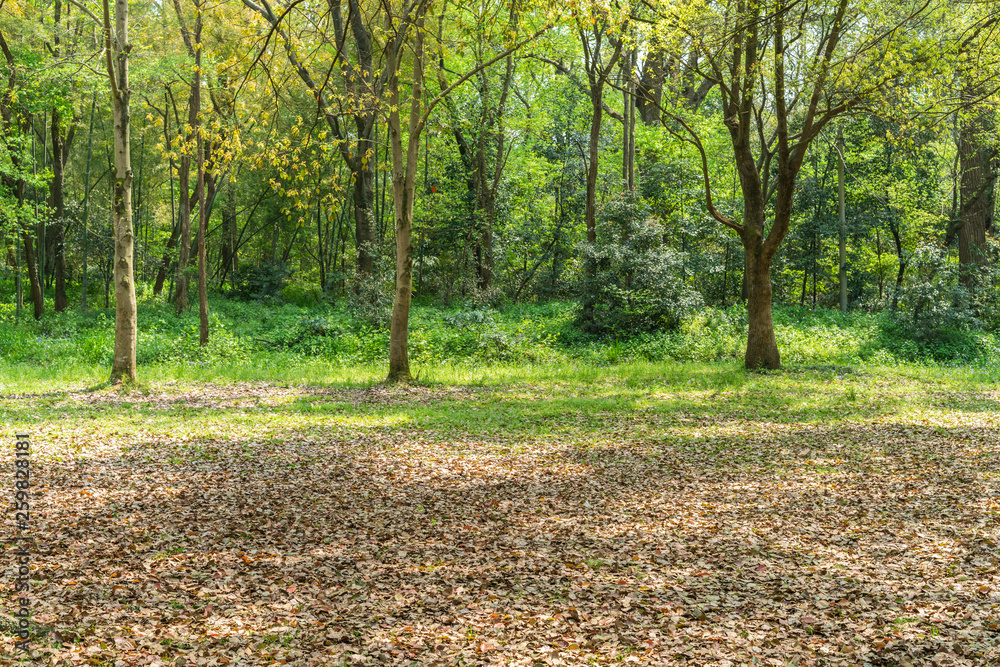 Empty ground in the forest with fallen leaves