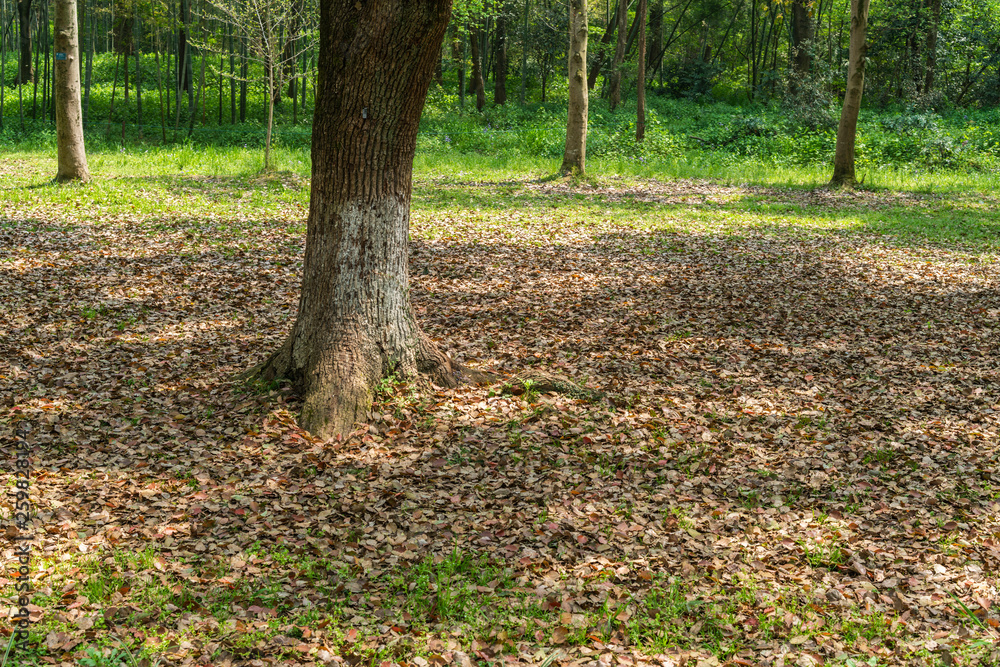 Empty ground in the forest with fallen leaves