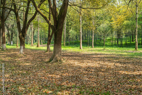 Obraz na płótnie Empty ground in the forest with fallen leaves w salonie
