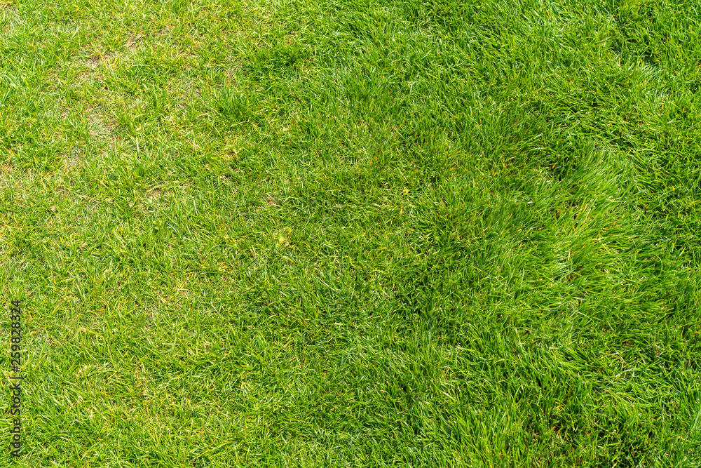 Green grass background texture