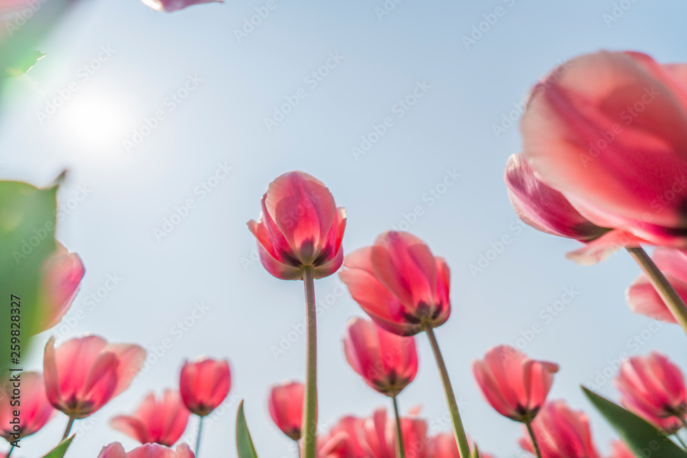 Tulips in spring