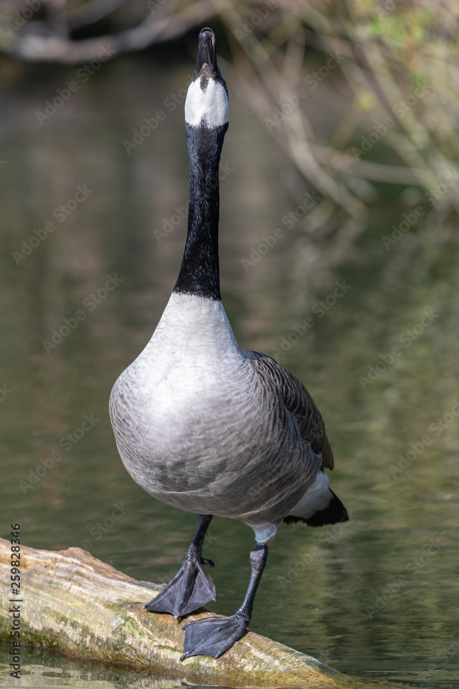 Fototapeta premium Canada goose (Branta canadensis)