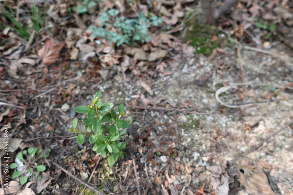 Spring, plants, buds, closeup, leaf, tree, garden Spring, plants, buds, closeup, leaf, tree, garden