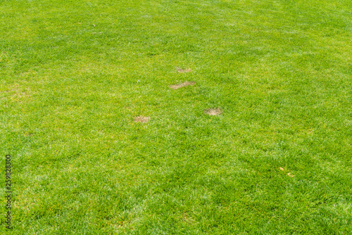 Obraz na płótnie Green grass background texture w salonie