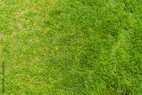 Obraz na płótnie Green grass background texture w salonie