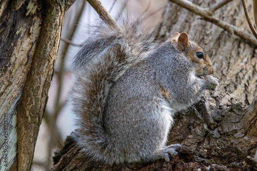 Eastern gray squirrel (Sciurus carolinensis) © Tomasz