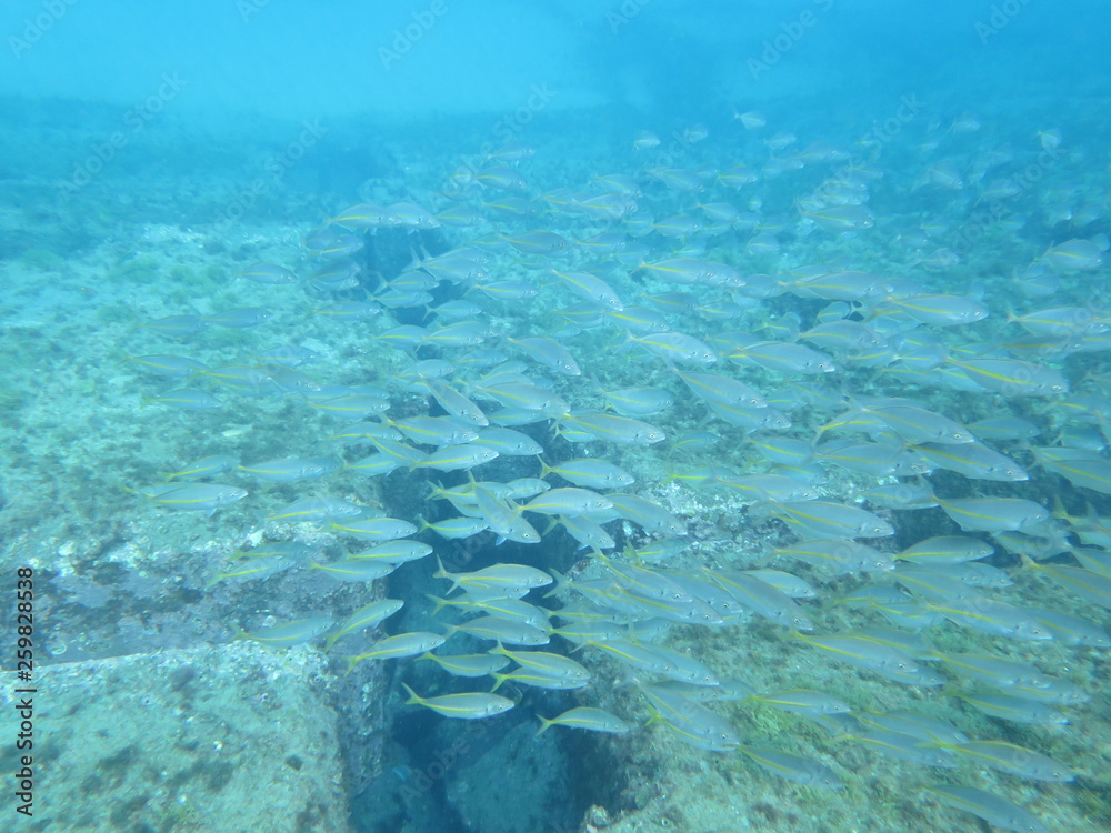 Obraz premium sea,fish