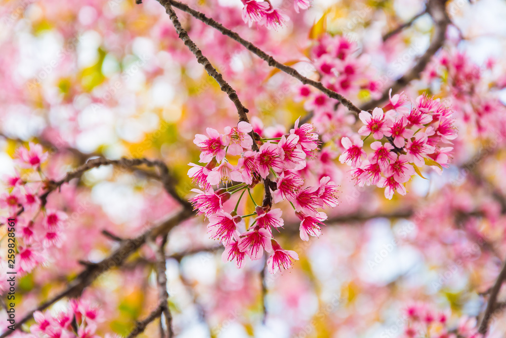 Sakura flower bloom on the tree. Sakura flower bloom on the tree.