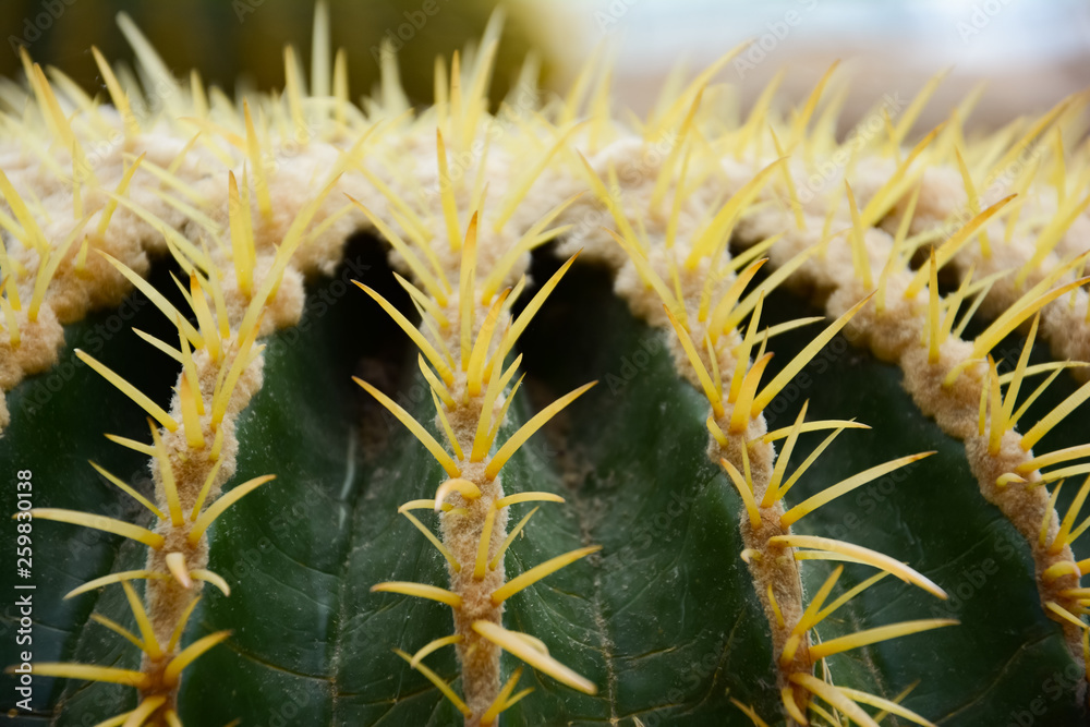 Fototapeta premium Thorn of Golden barrel cactus or Echinocactus grusonii Hildm, this is the desert tree which were many thorns , its body look like the green ball and white flower