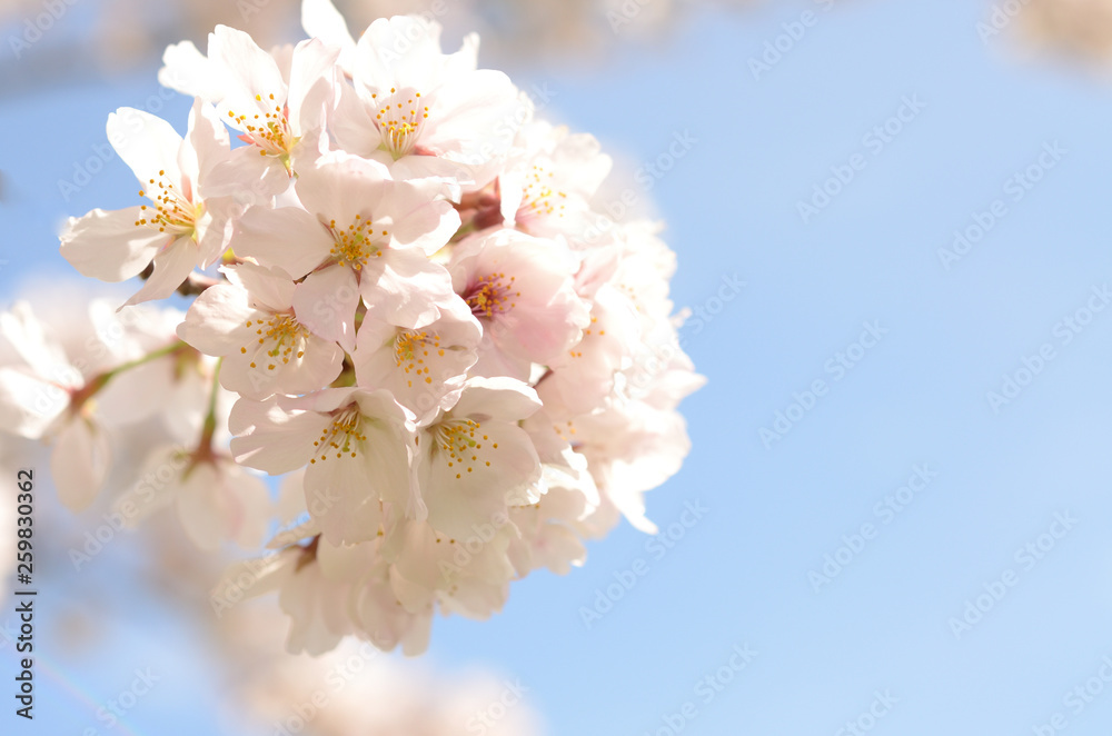 cherry blossom cherry blossom