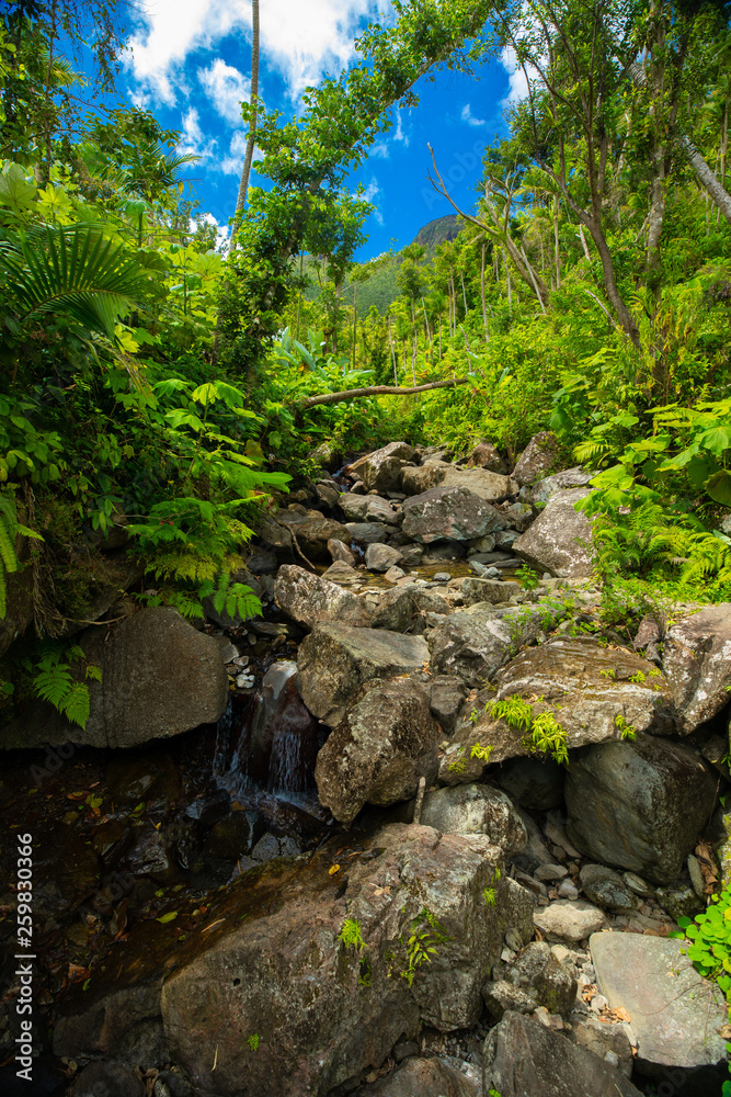 Rainforest with small river and stones in Puerto Rico. Wild nature Rainforest with small river and stones in Puerto Rico. Wild nature