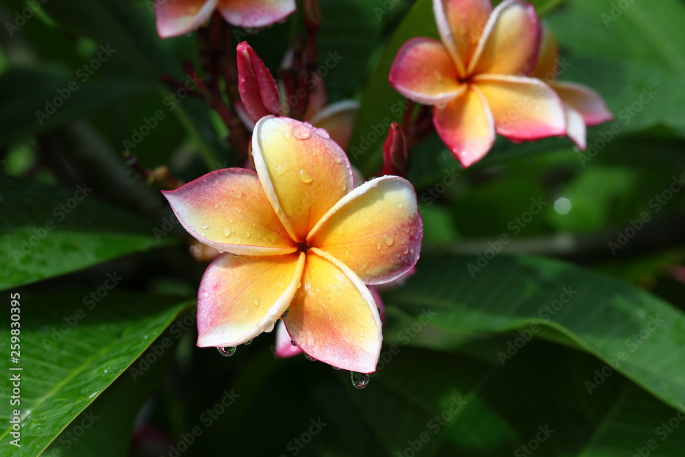 beautiful frangipani perfume flower with water rain drop on petal in rainy morning day beautiful frangipani perfume flower with water rain drop on petal in rainy morning day