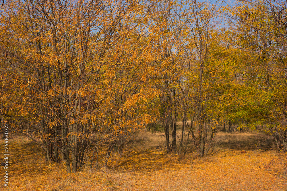 Autumn landscape. Trees threw off foliage. Plantations of Carob trees. Honey locust (Gleditsia triacanthos), thorny locust. Autumn landscape. Trees threw off foliage. Plantations of Carob trees. Honey locust (Gleditsia triacanthos), thorny locust.