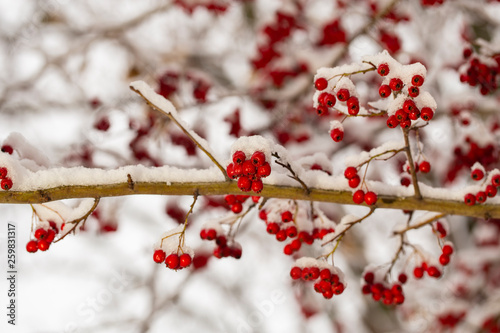 Crataegus, commonly called hawthorn, quickthorn, thornapple, May-tree, whitethorn, or hawberry. The berries are matured and become food for birds in winter. Winter landscape with snow. Frozen forest.