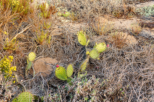prickly pear cactus among dead weeds and rocks photo