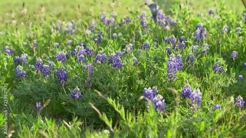 Bluebonnet in the city park on a sunny spring day