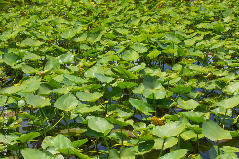 Everglades National Park. Swamps of Florida. Big Cypress National Preserve. Florida. USA. Everglades National Park. Swamps of Florida. Big Cypress National Preserve. Florida. USA.