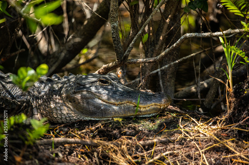 American Alligator head in Florida swamps. Everglades National Park. Florida. USA. 