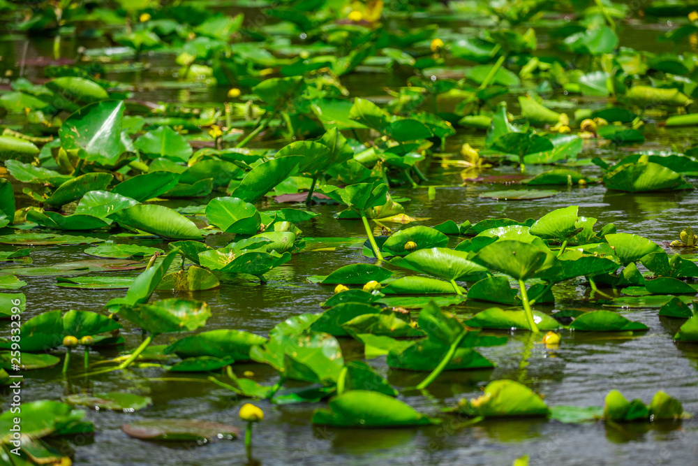 Everglades National Park. Swamps of Florida. Big Cypress National Preserve. Florida. USA. Everglades National Park. Swamps of Florida. Big Cypress National Preserve. Florida. USA.