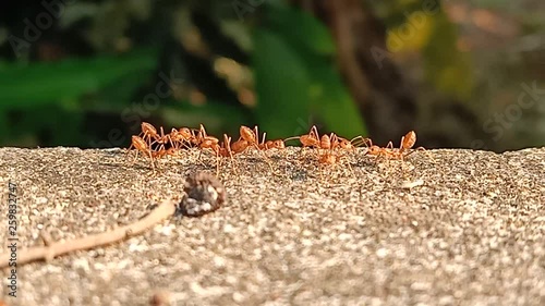 Large ants find materials for nesting in the winter.5