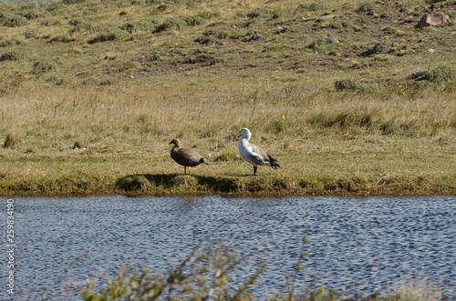 Wild birds Patagonia