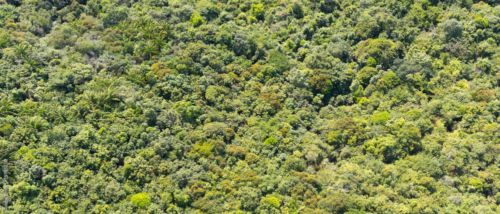 Tropical forest from a height of flight Tropical forest from a height of flight