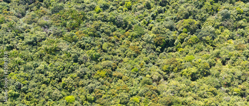 Tropical forest from a height of flight