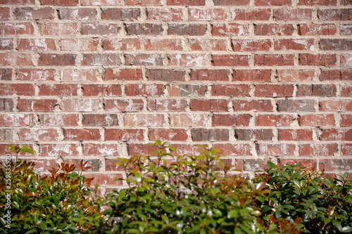 Brick wall background with shrubs at the bottom