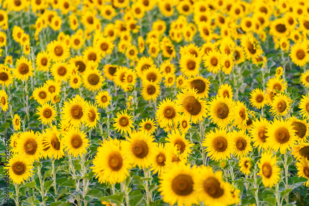 landscape nature with a sunflowers field in Thailand , sunflower blooming landscape nature with a sunflowers field in Thailand , sunflower blooming