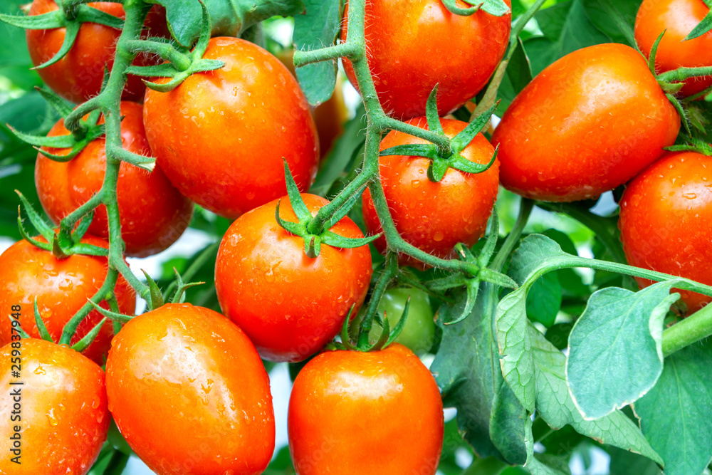 a group tomatoes nature background a group tomatoes nature background