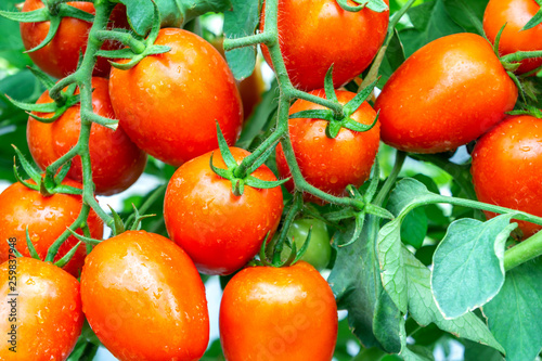 a group tomatoes nature background