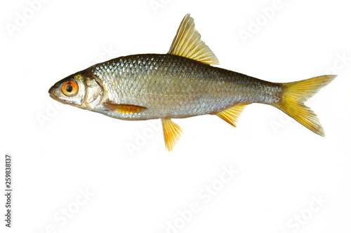 Roach fish on white background