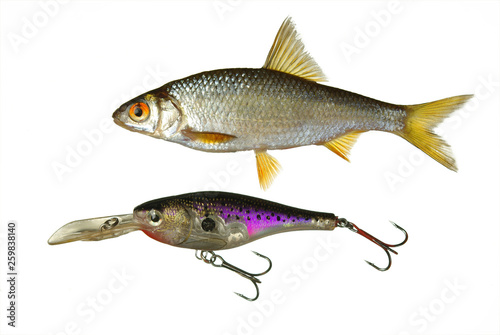 Fish roach and wobbler on a white background
